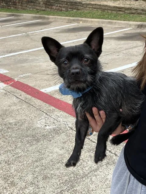 A young small-sized male Mixed Breed dog named George for adoption in Dallas, TX