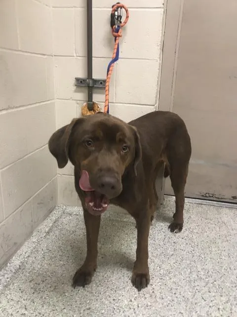 An adult medium-sized male Labrador Retriever dog named Dustin for adoption in Conroe, TX