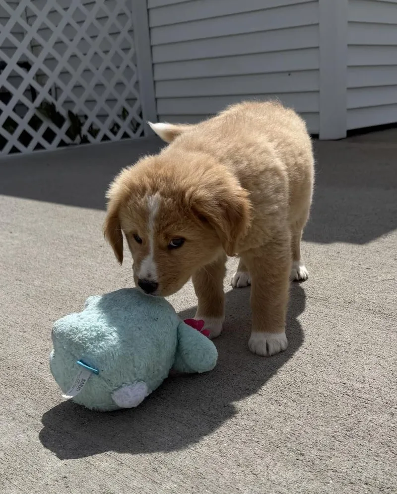 A baby large-sized male Labrador Retriever dog named Connecticut : Weston for adoption in Aurora, IN