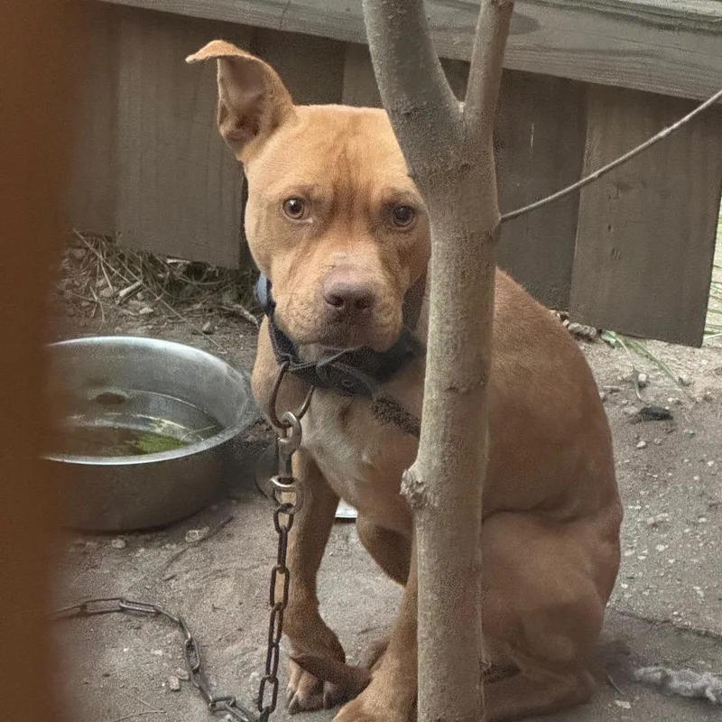 An adult medium-sized male Yellow / Tan / Blond / Fawn Mixed Breed dog named StrayMunsonRoad"Max" for adoption in Columbus, GA