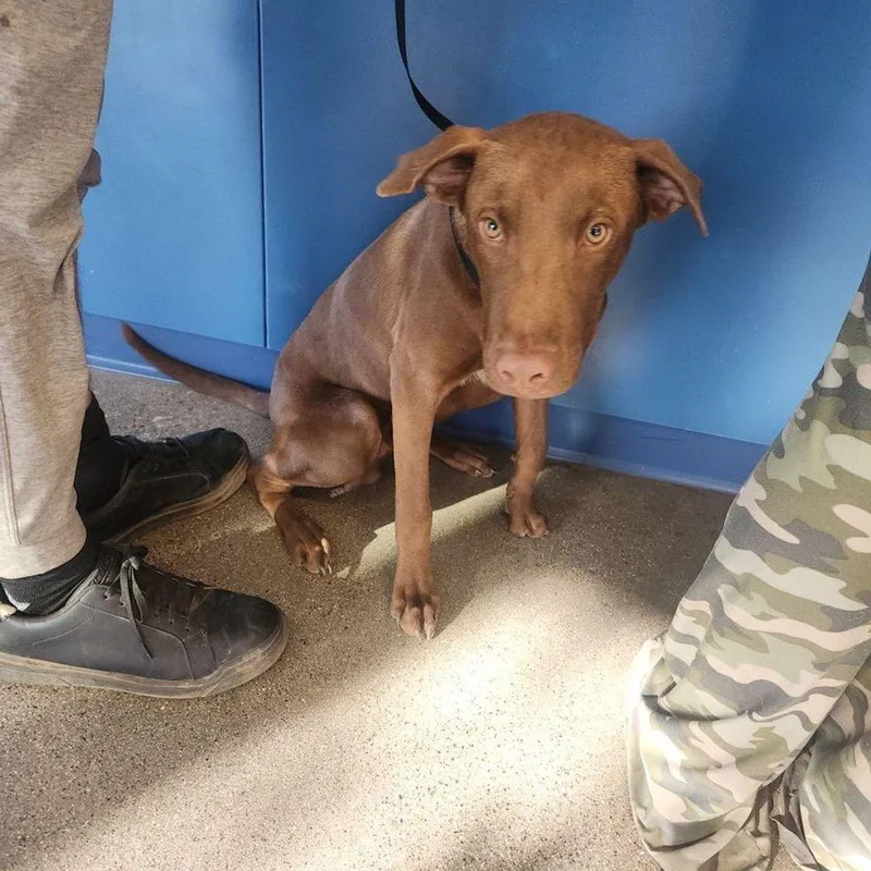An adult medium-sized male Brown / Chocolate Labrador Retriever dog named Miles for adoption in Kingman, AZ