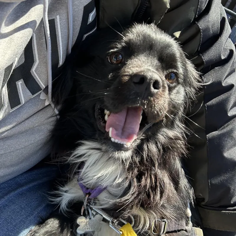 Boston Fka Buddy thumbnail 2