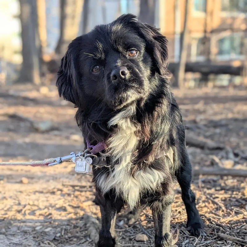 Boston Fka Buddy thumbnail 3