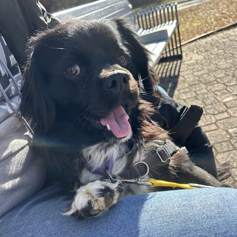 Boston Fka Buddy thumbnail 4