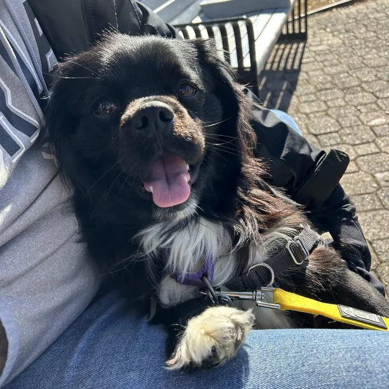 Boston Fka Buddy thumbnail 5