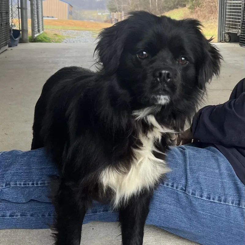 Boston Fka Buddy thumbnail 6