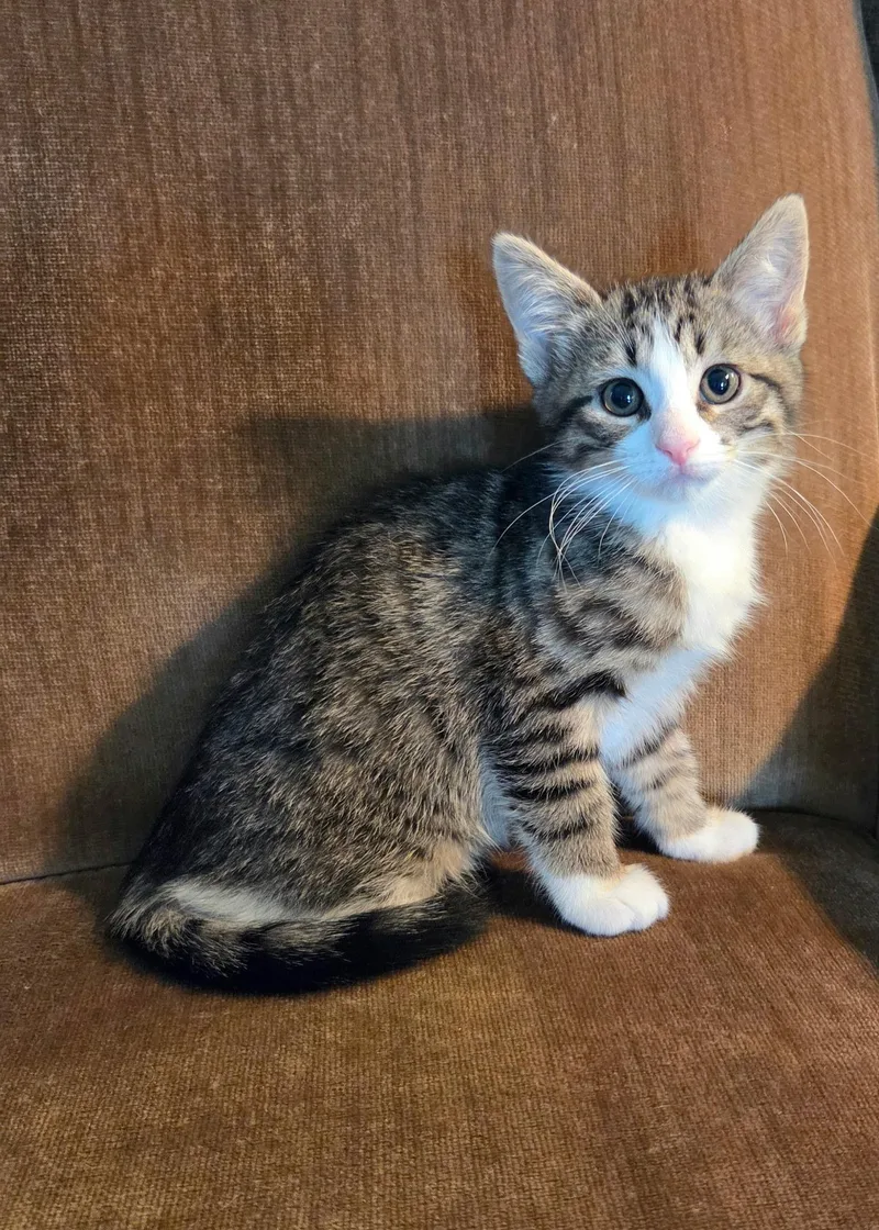 A baby medium-sized female Tabby (Buff / Tan / Fawn) Tabby cat named Daphne for adoption in High Ridge, MO