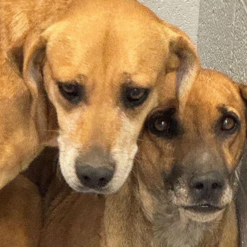 An adult medium-sized female Brown / Chocolate Labrador Retriever dog named Tracey for adoption in Kingman, AZ