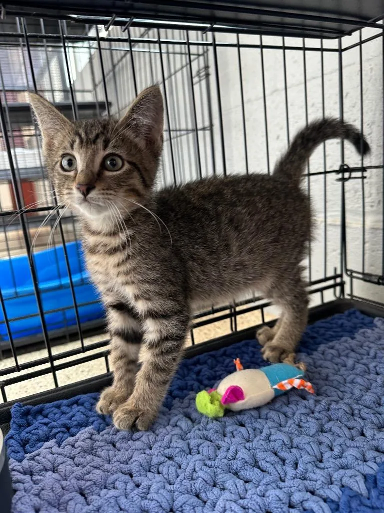 A baby medium-sized male Domestic Short Hair cat named Doughnut for adoption in Newberg, OR