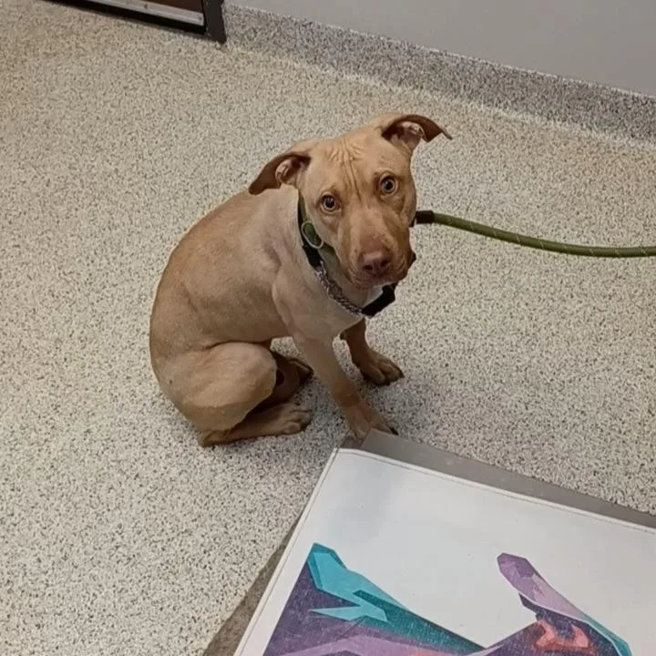 A young medium-sized female Yellow / Tan / Blond / Fawn Mixed Breed dog named Sandy for adoption in Oak Park, IL