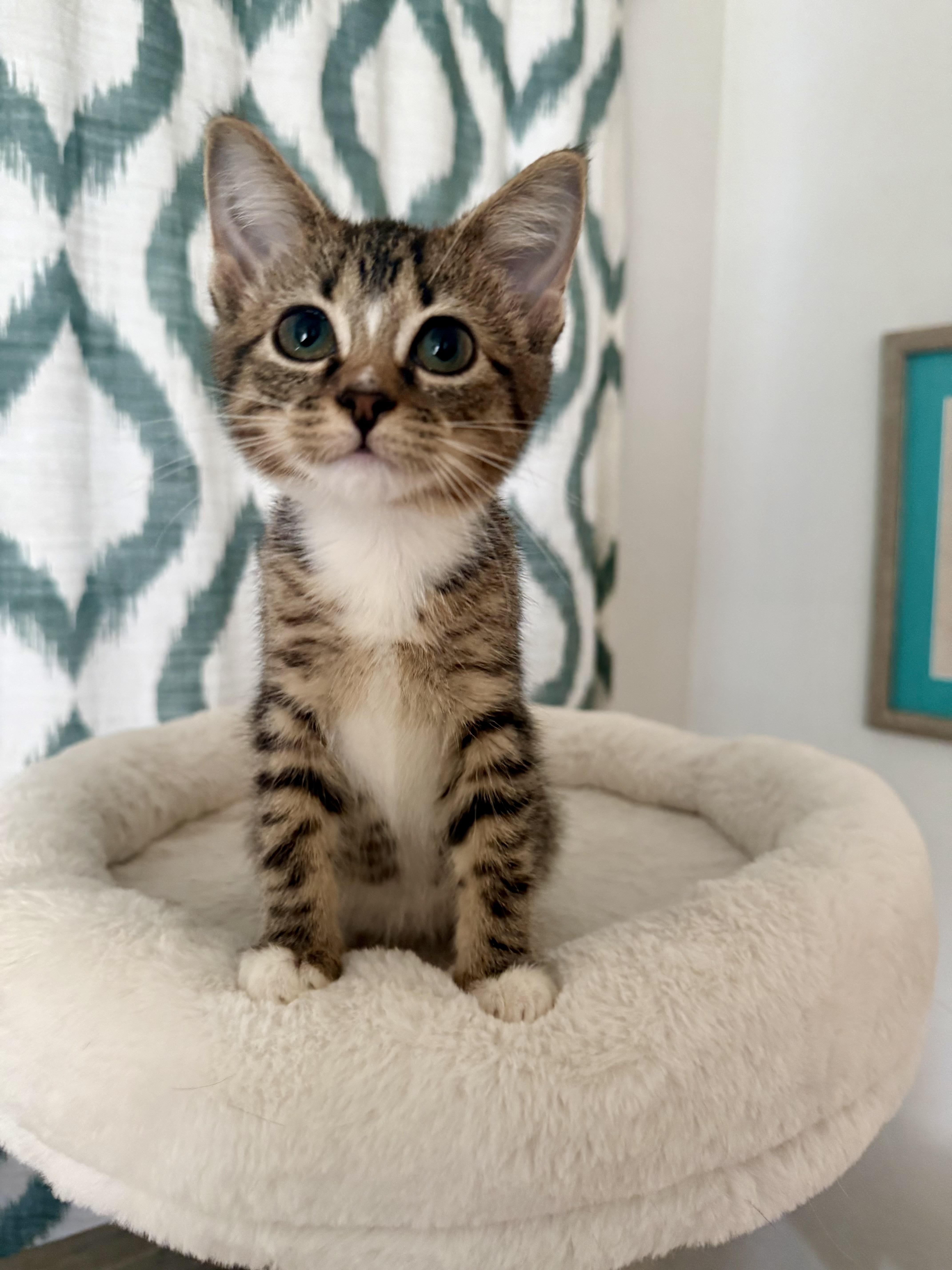 A baby medium-sized female Tabby (Brown / Chocolate) Domestic Short Hair cat named Betty for adoption in Chicago, IL