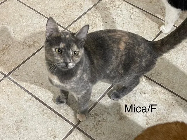 Mica