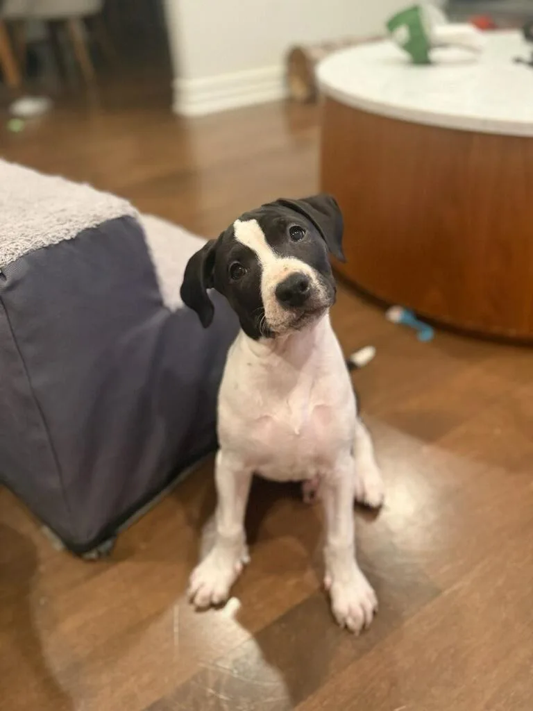 A baby medium-sized male Black Boxer dog named Noah for adoption in Polson, MT