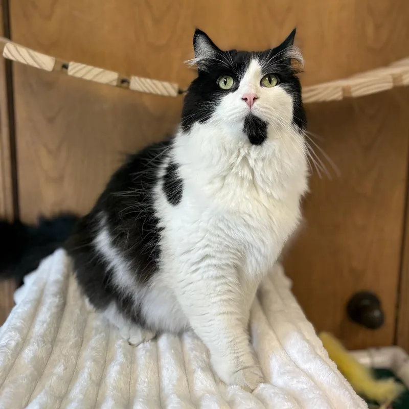 An adult extra large-sized male Black Domestic Medium Hair cat named Drago for adoption in Fargo, ND