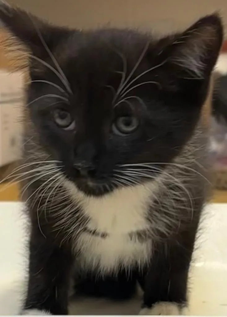 A baby small-sized female Domestic Medium Hair cat named Kehlani for adoption in Elizabethton, TN
