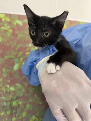A young small-sized male Domestic Short Hair cat named Cactus for adoption in San Antonio, TX