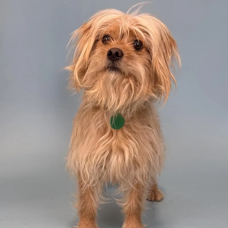 An adult small-sized female Yellow / Tan / Blond / Fawn Poodle dog named Butter for adoption in Portland, OR