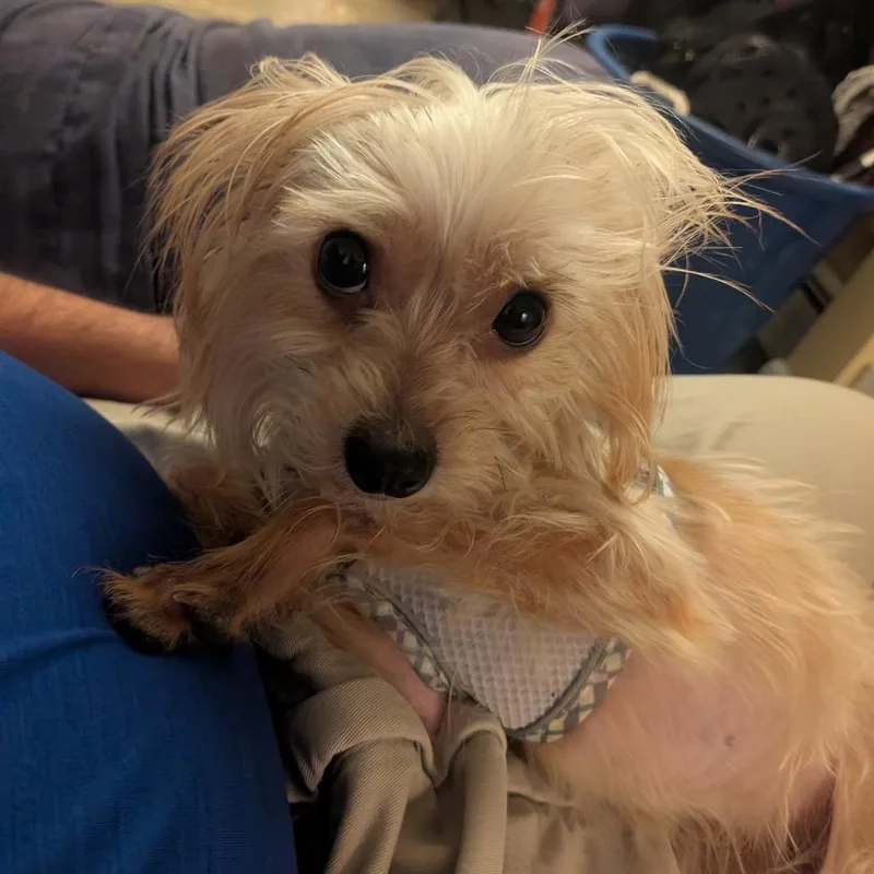 A senior small-sized male Sable Yorkshire Terrier dog named King Butterbeer for adoption in Rockville, MD