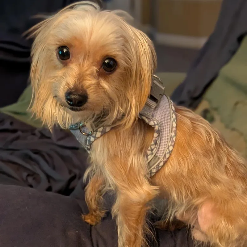 King Butterbeer thumbnail 2