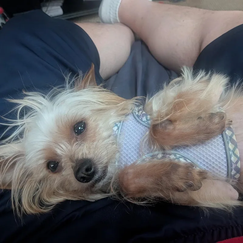 King Butterbeer thumbnail 3