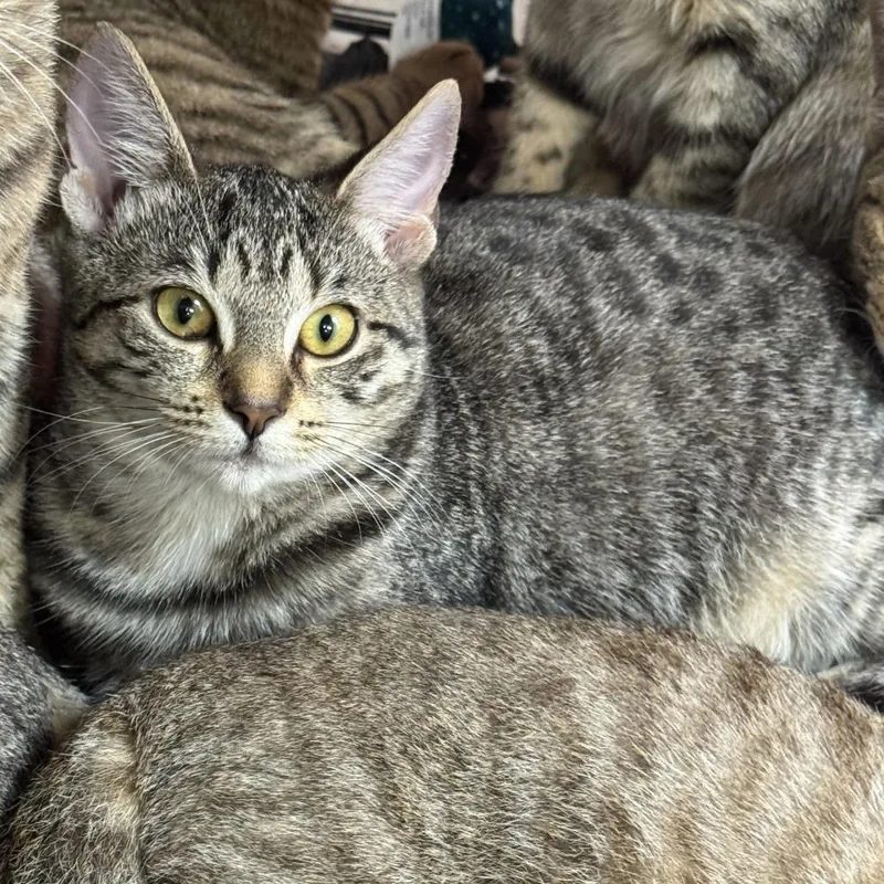 A young medium-sized female Gray / Blue / Silver Domestic Short Hair cat named Texas for adoption in Miami, FL