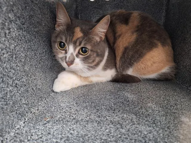 A young medium-sized female Domestic Medium Hair cat named Princess for adoption in Dallas, TX