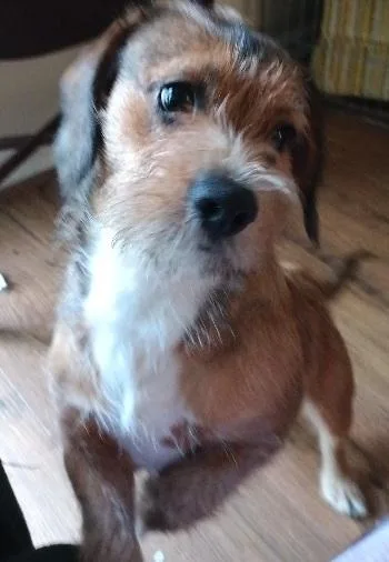 A baby small-sized male Dachshund dog named Skooby for adoption in Georgetown, KY