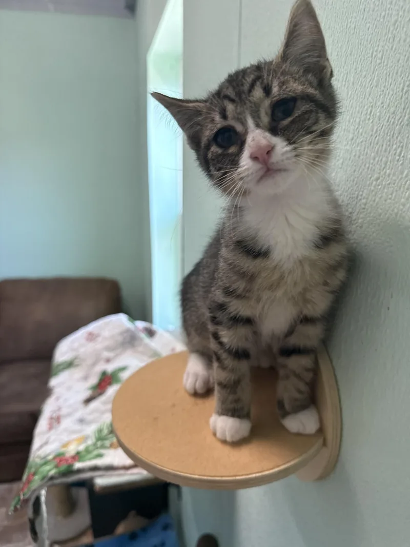 A young medium-sized male Domestic Short Hair cat named Right Field for adoption in Altoona, PA