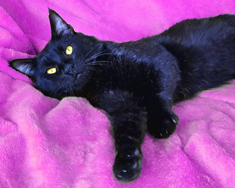 An adult medium-sized male Black Domestic Short Hair cat named Chowder for adoption in Charlotte, NC