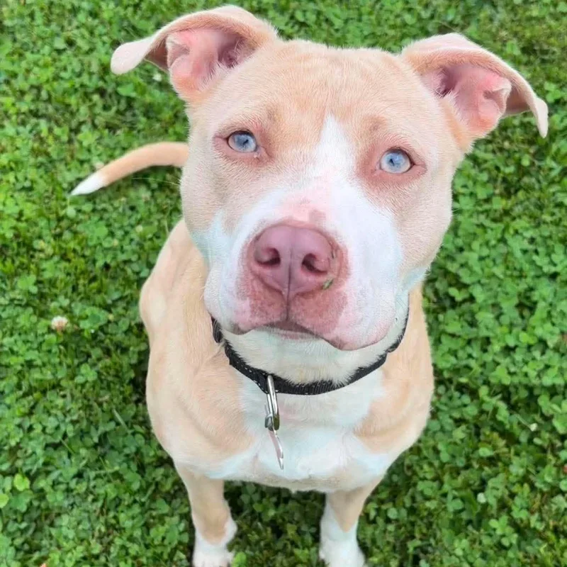 A young medium-sized female Pit Bull Terrier dog named Jellybean for adoption in Valparaiso, IN