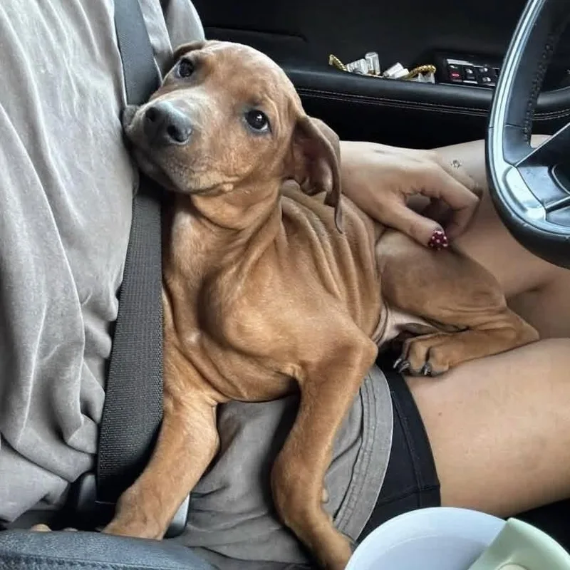 A baby medium-sized male Red / Chestnut / Orange Mixed Breed dog named Gordon for adoption in Yaphank, NY