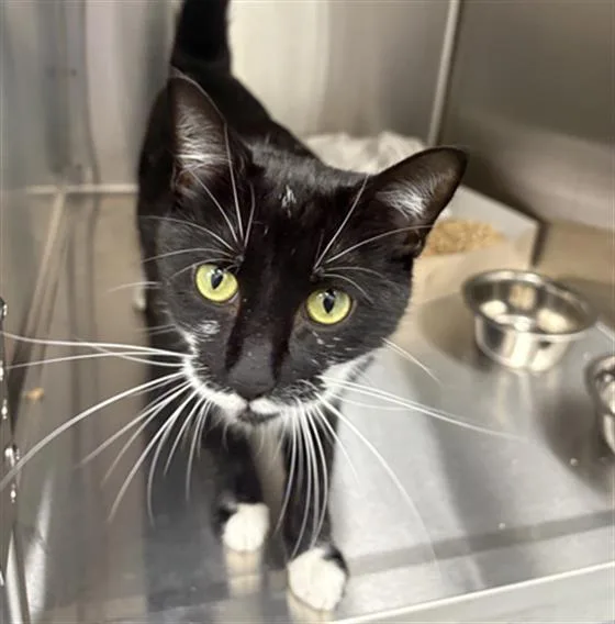 An adult large-sized female Domestic Short Hair cat named Bandit for adoption in Indianapolis, IN