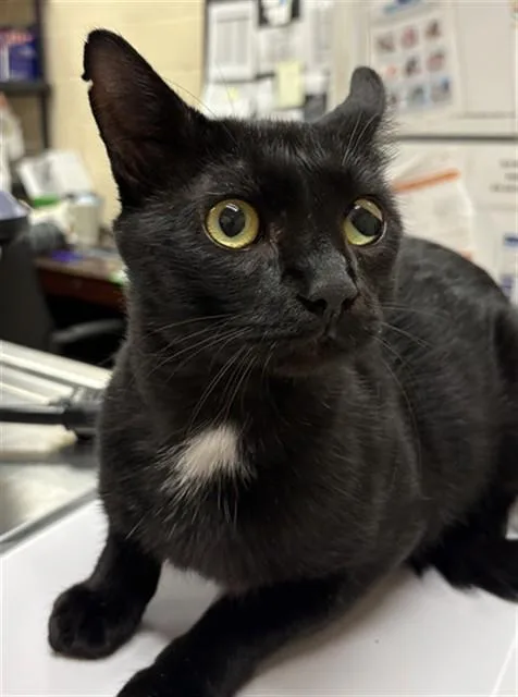 An adult small-sized male Domestic Short Hair cat named Gecko for adoption in Aliquippa, PA