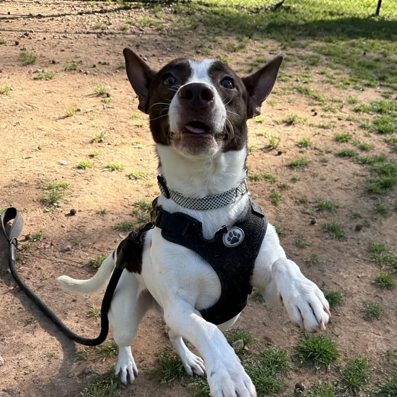 An adult medium-sized male White / Cream Mixed Breed dog named Mateo for adoption in Auburn, AL