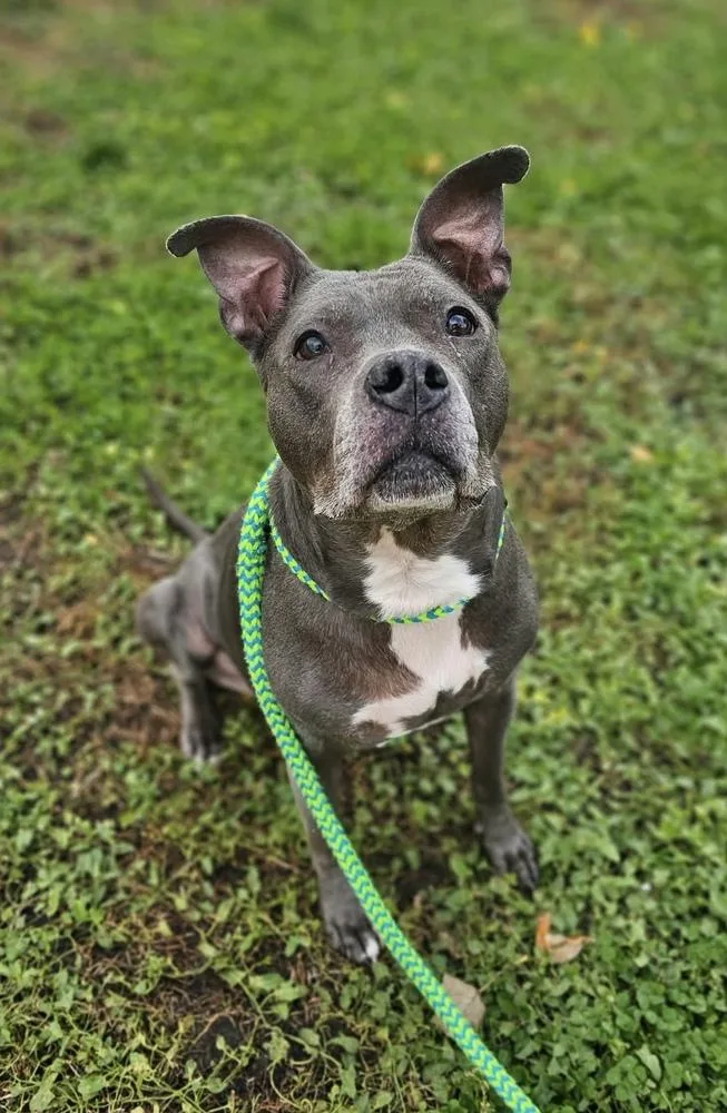 A senior large-sized female Gray / Blue / Silver Pit Bull Terrier dog named Kaya for adoption in Fremont, NE