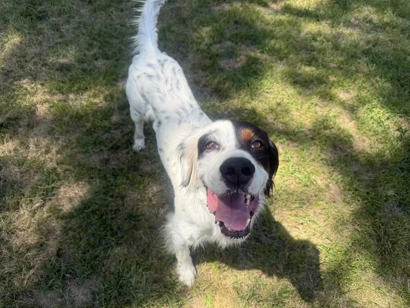 A young medium-sized male Tricolor (Brown, Black, & White) English Setter dog named Gunner for adoption in Hilliard, OH