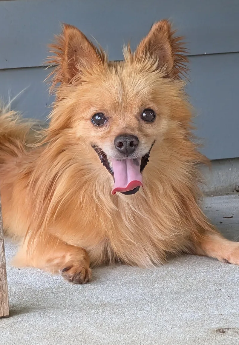 An adult small-sized male Golden Pomeranian dog named Buddy for adoption in Baton Rouge, LA