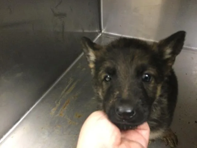 A young small-sized female German Shepherd Dog dog named Maple for adoption in Riverside, CA
