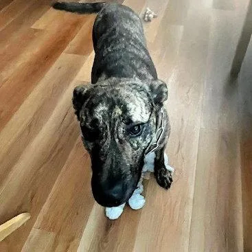 An adult medium-sized female Pit Bull Terrier dog named Shirley for adoption in Sunnyvale, CA