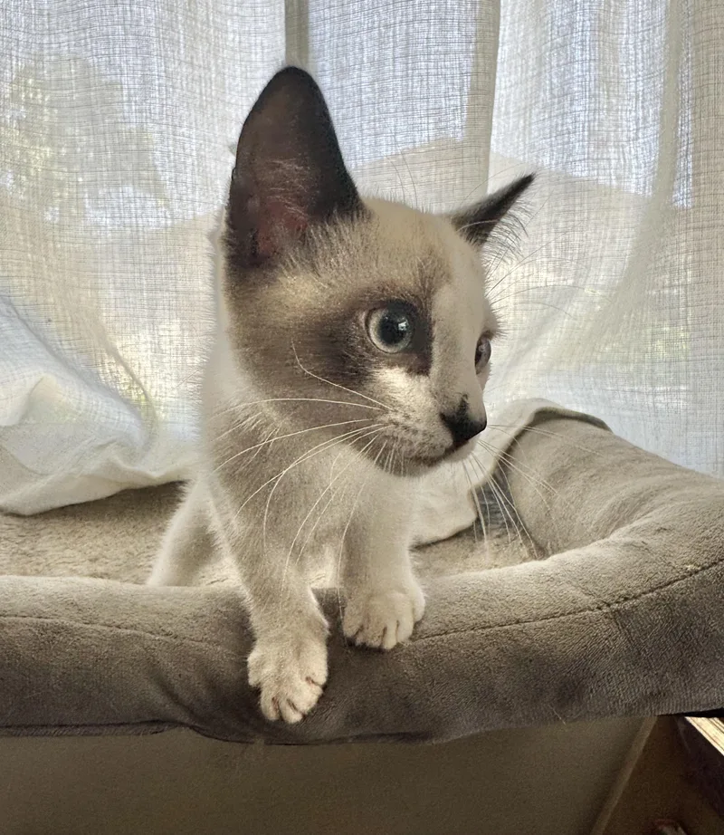 A baby medium-sized male Siamese cat named Cosmo for adoption in Riverside, CA