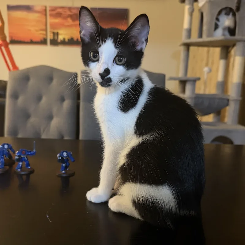 A baby small-sized male White Domestic Short Hair cat named Tic Toc for adoption in East Greenwich, RI