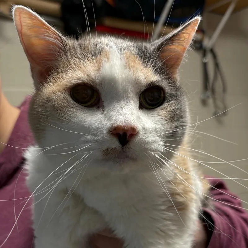 A senior medium-sized female Orange / Red Domestic Short Hair cat named Calliope for adoption in DeKalb, IL