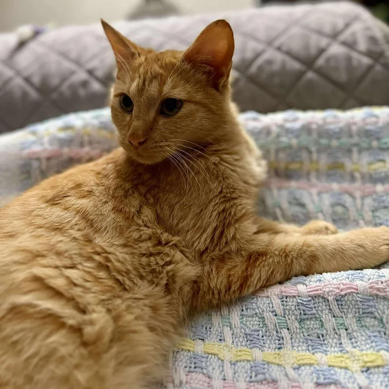 A young small-sized female Orange / Red Domestic Short Hair cat named Lenorah for adoption in Talbott, TN