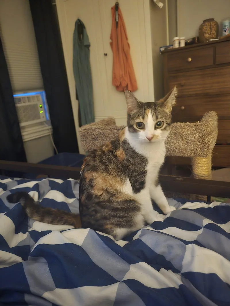 A young small-sized female Calico Domestic Short Hair cat named Snickers for adoption in Westville, NJ