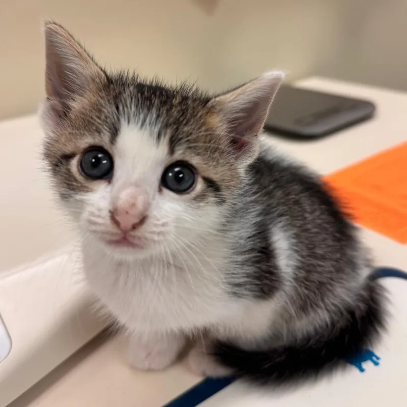 A baby small-sized female White Domestic Short Hair cat named Pallid for adoption in Lynchburg, VA