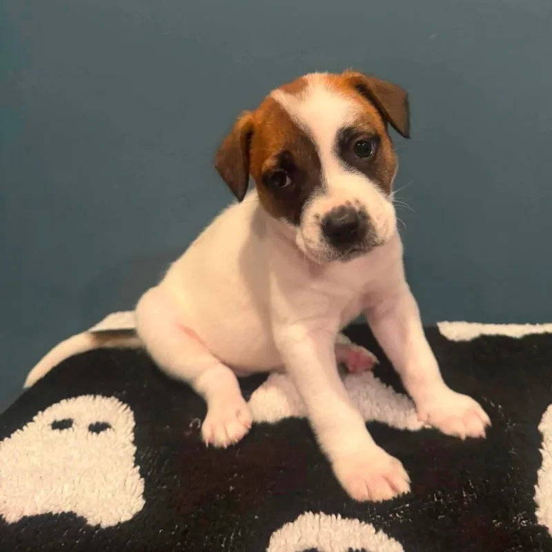 A baby medium-sized female Pointer dog named Skye for adoption in Brockport, NY