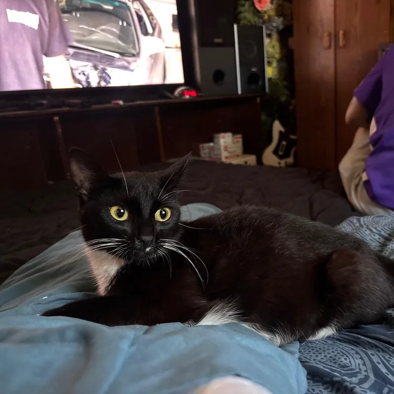 A young small-sized female Black American Shorthair cat named FOUND Albert Lea for adoption in Rochester, MN