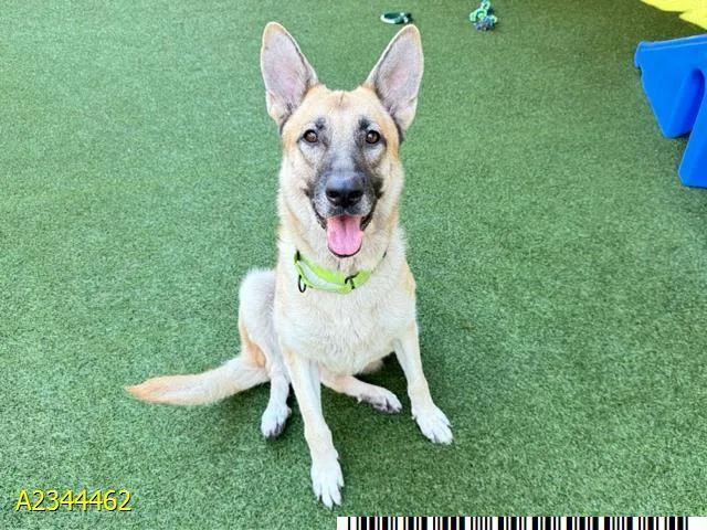 An adult large-sized female Mixed Breed dog named Lily for adoption in West Palm Beach, FL