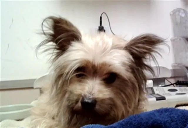 Polly Purebred