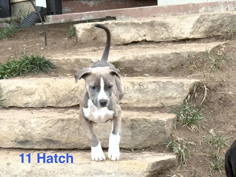 Hatch thumbnail 5